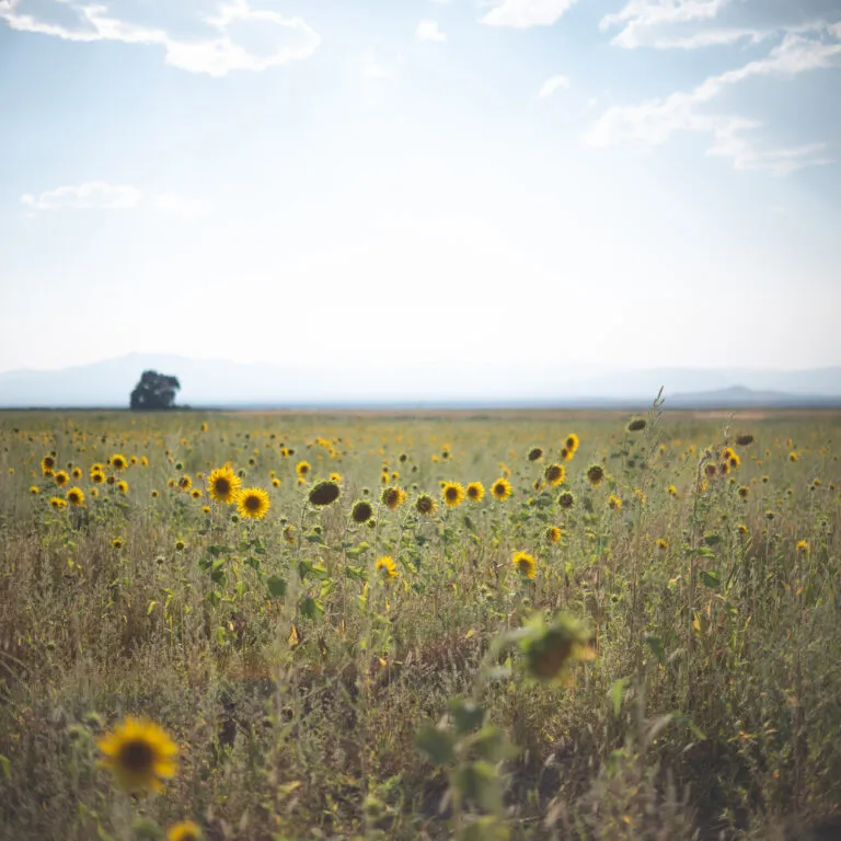 Wedding photography by Shannon Oleson, image 44